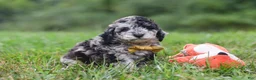Cavapoo dogs for sale: Jonah - Ad 3