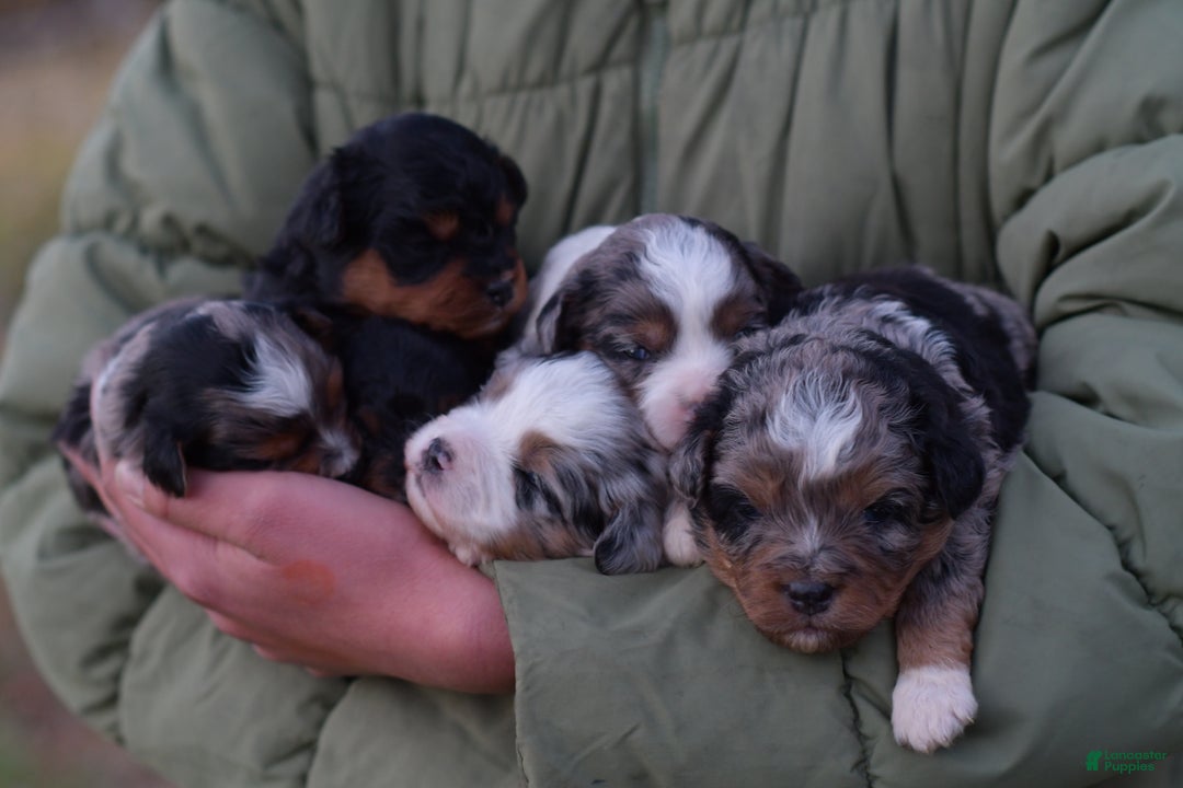 Mini Aussiedoodle dogs for sale: Bear - Ad 11