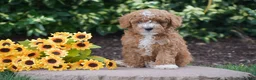 Toy Poodle dogs for sale: Peter - Ad 7