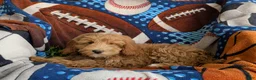 Mini Goldendoodle dogs for sale: Bronco Hypoallergenic - Ad 4
