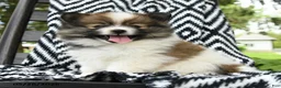 Pomeranian dogs for sale: Cruffin - Ad 3