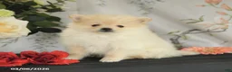 Pomeranian dogs for sale: Benji - Ad 1