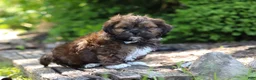 Shih Tzu dogs for sale: Theo - Ad 8