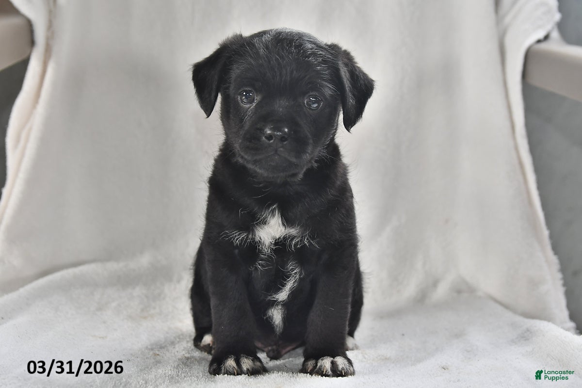 Mixed Breed dogs Mickey - Ad 1