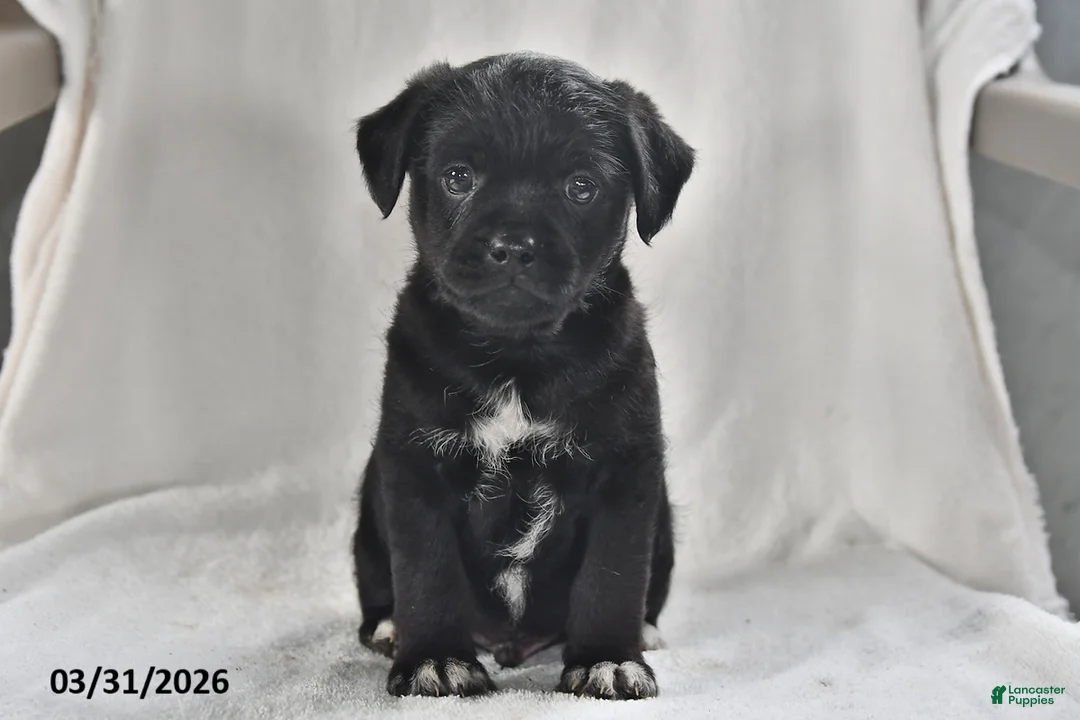 Mixed Breed dogs for sale: Mickey - Ad 1