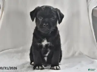 Mixed Breed dogs for sale: Mickey - Ad 1