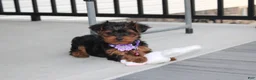 Yorkiepoo dogs for sale: Elsa  - Ad 6