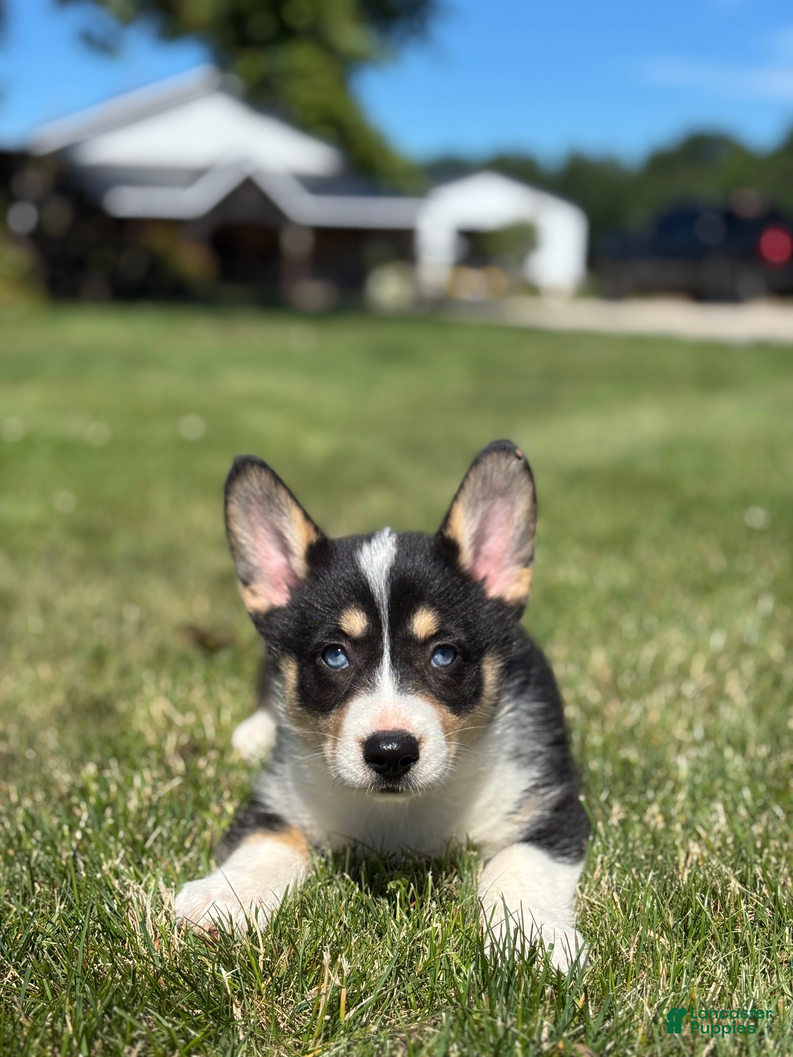 Mixed Breed dogs Riley - Ad 1