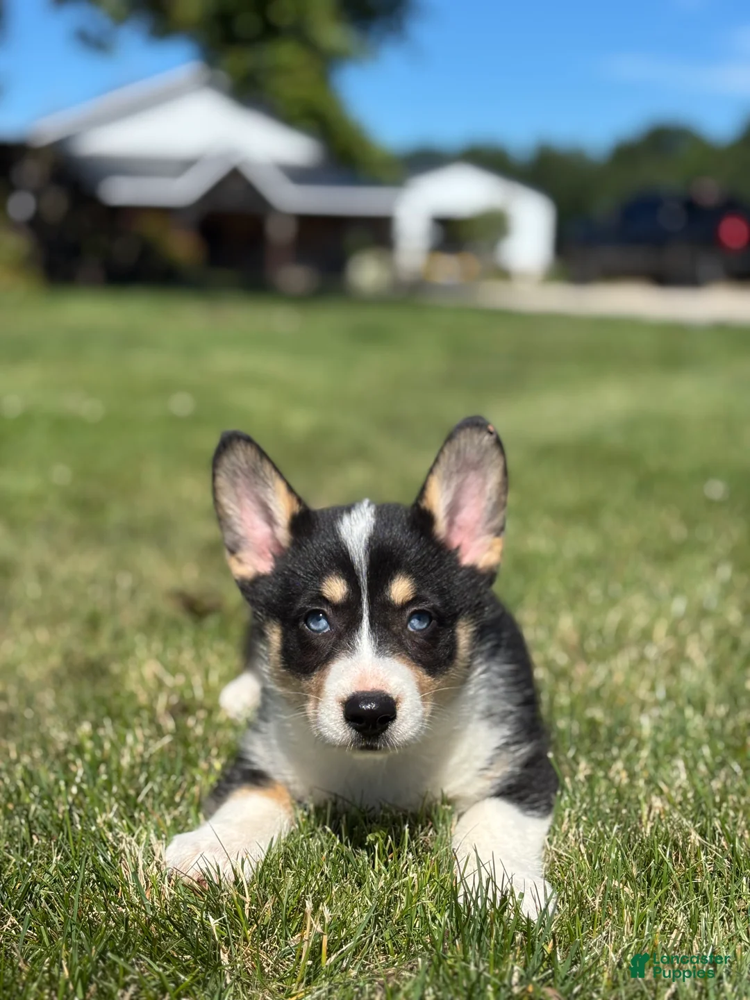 Mixed Breed dogs for sale: Riley - Ad 1