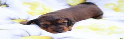 Miniature Dachshund dogs for sale: Milo - Ad 3