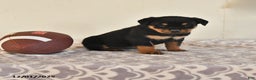Rottweiler dogs for sale: Nova - Ad 1