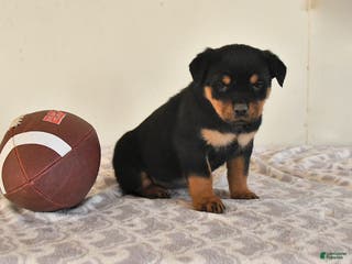 Rottweiler dogs Nova - Ad 22