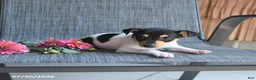 Toy Fox Terrier dogs for sale: Chad - Ad 4