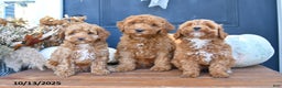 Cockapoo dogs for sale: Mia  - Ad 16