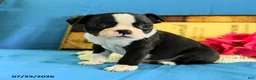 Boston Terrier dogs for sale: Zares - Ad 3