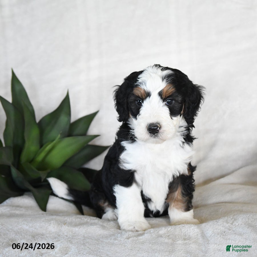 Bernedoodle dogs Cosmo  - Ad 2