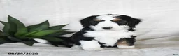 Bernedoodle dogs for sale: Cosmo  - Ad 2