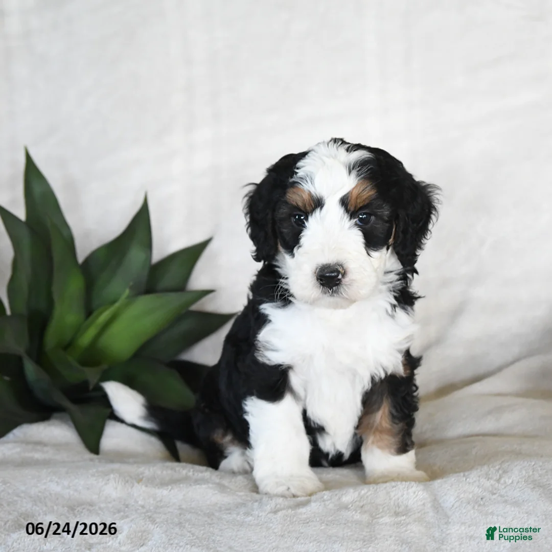 Bernedoodle dogs for sale: Cosmo  - Ad 2