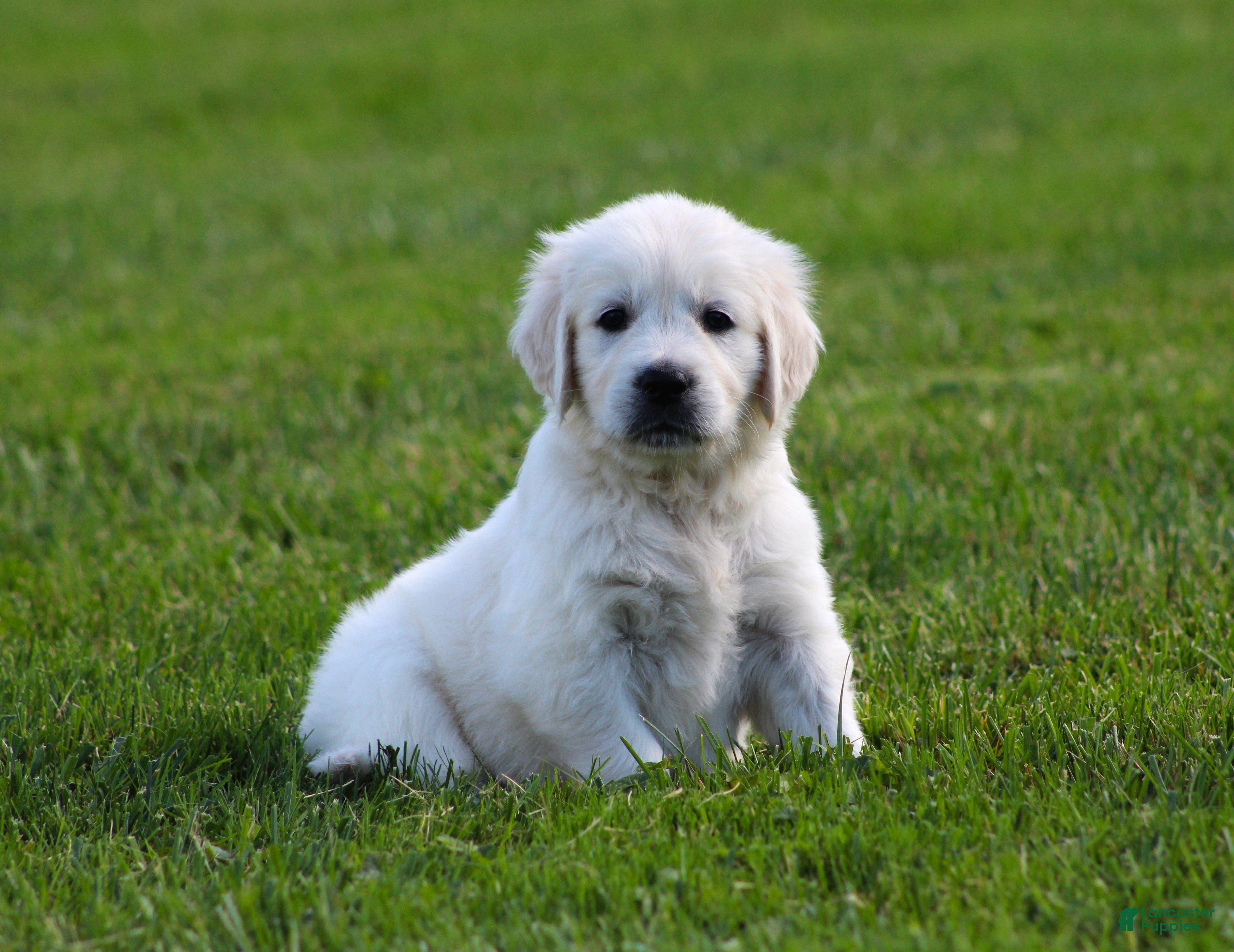 Golden Retriever dogs Daisy - Ad 1