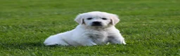 Golden Retriever dogs for sale: Daisy - Ad 1