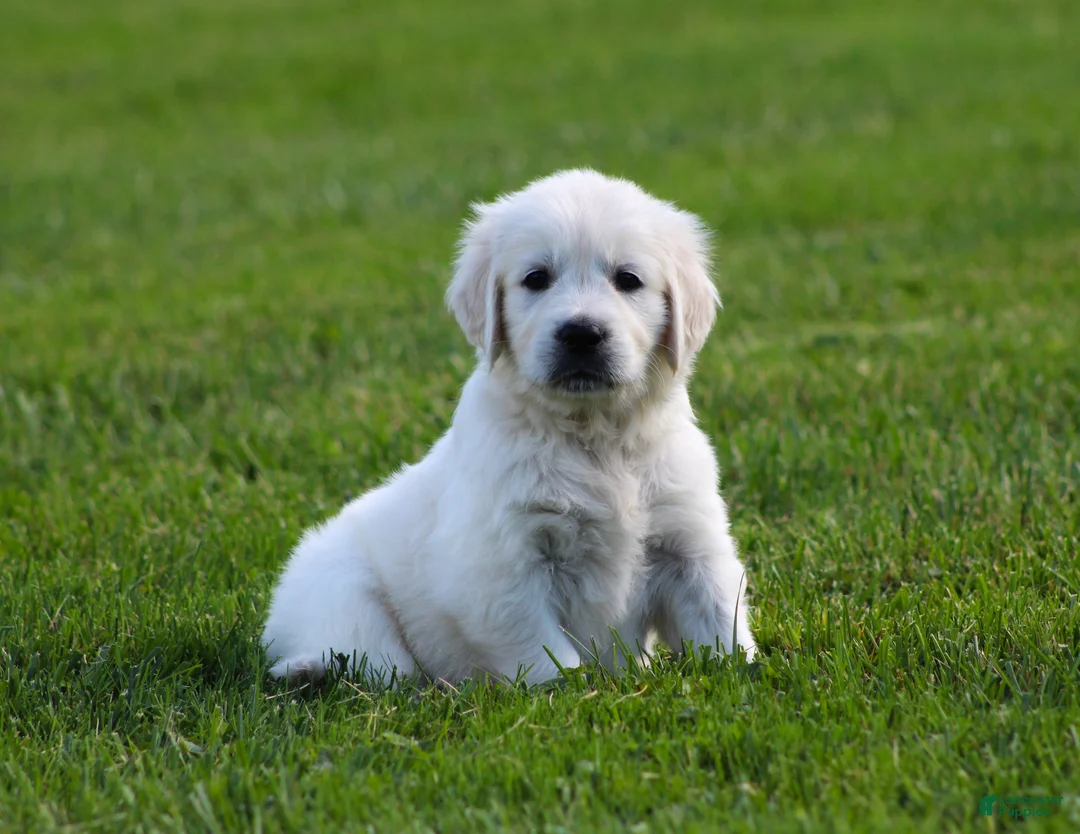 Golden Retriever dogs for sale: Daisy - Ad 1