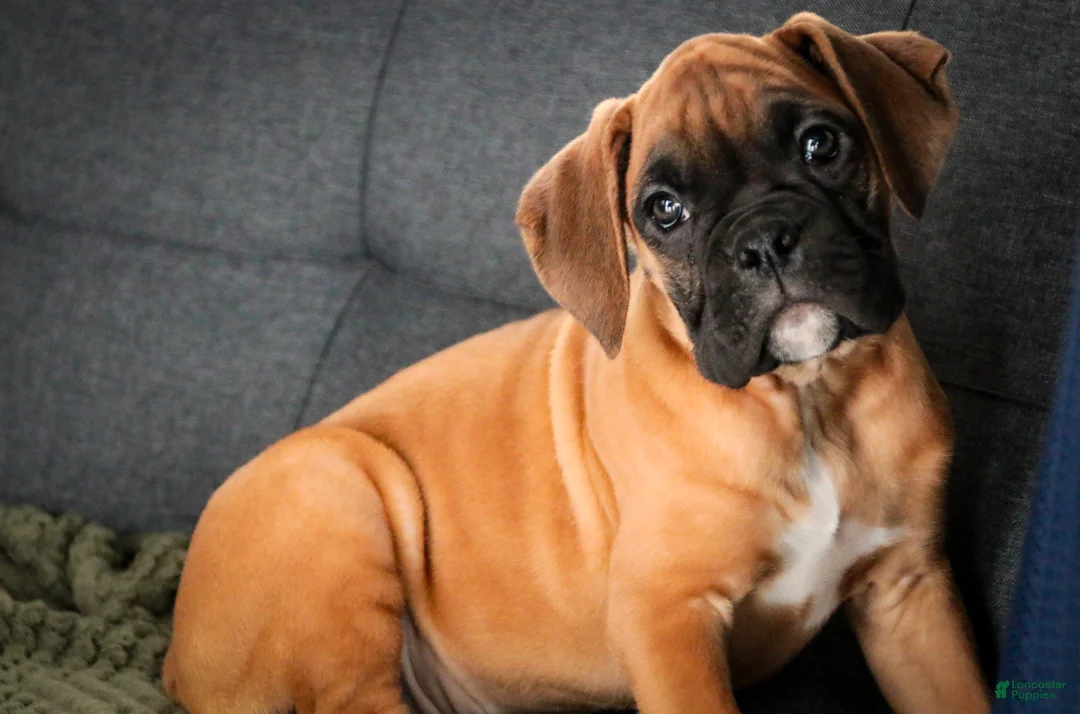 Boxer dogs for sale: Frank - Ad 6