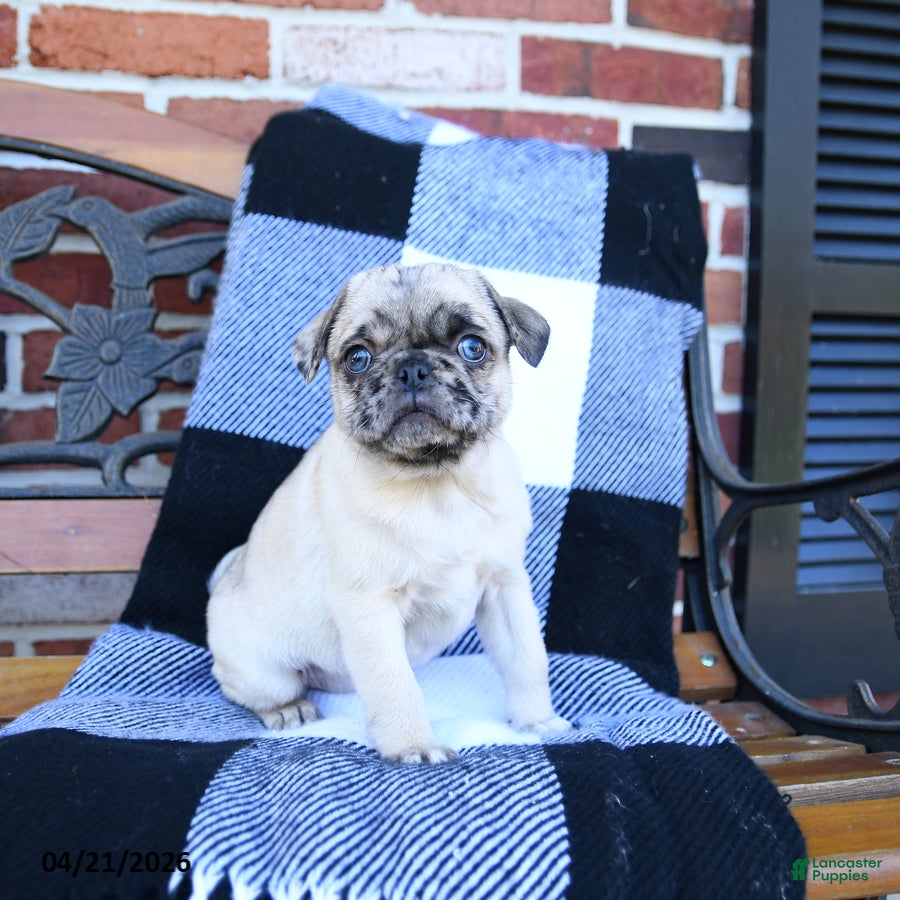 Pug dogs Tweety - Ad 1