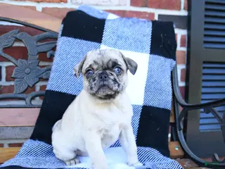 Pug dogs for sale: Tweety - Ad 2