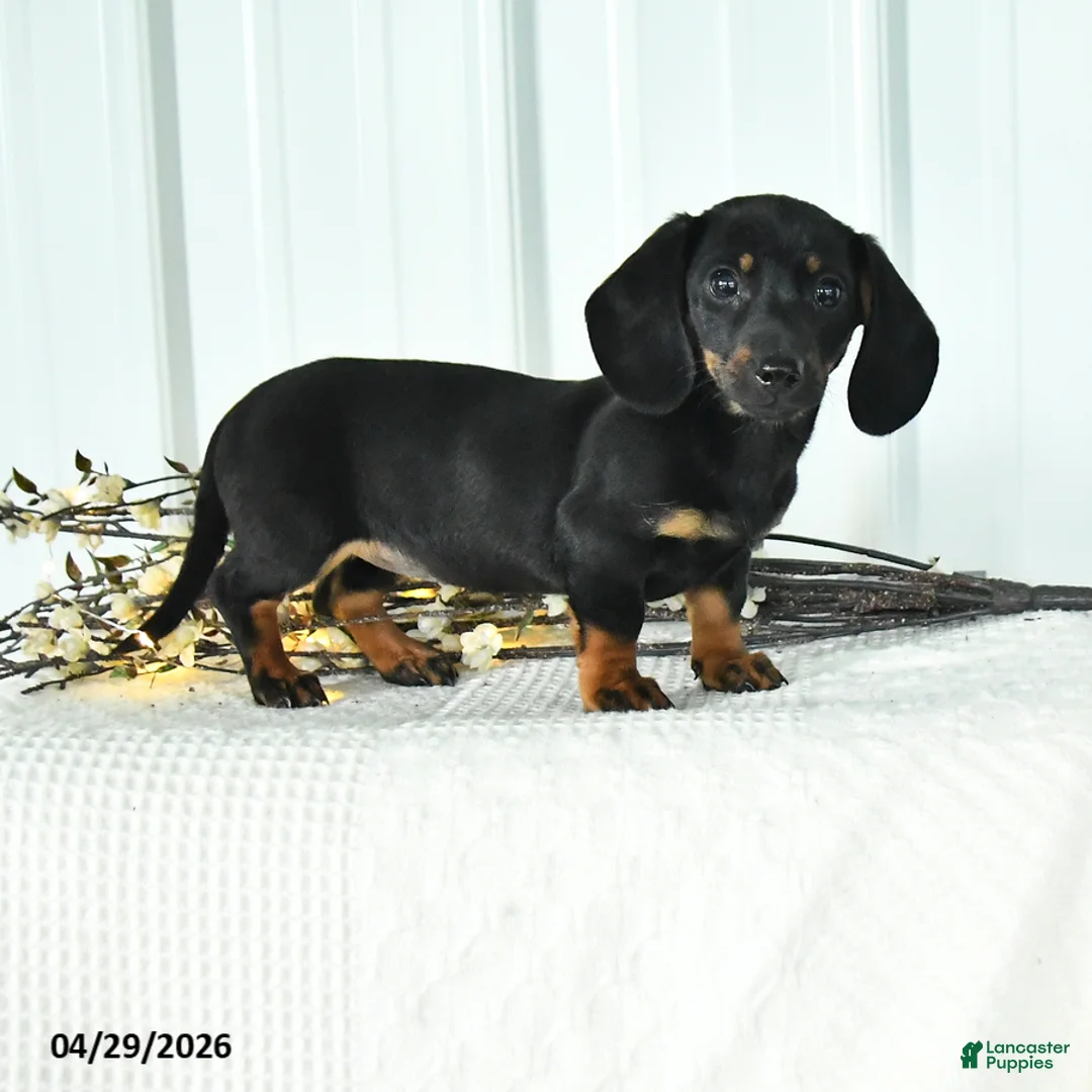 Dachshund dogs for sale: Dixie - Ad 1