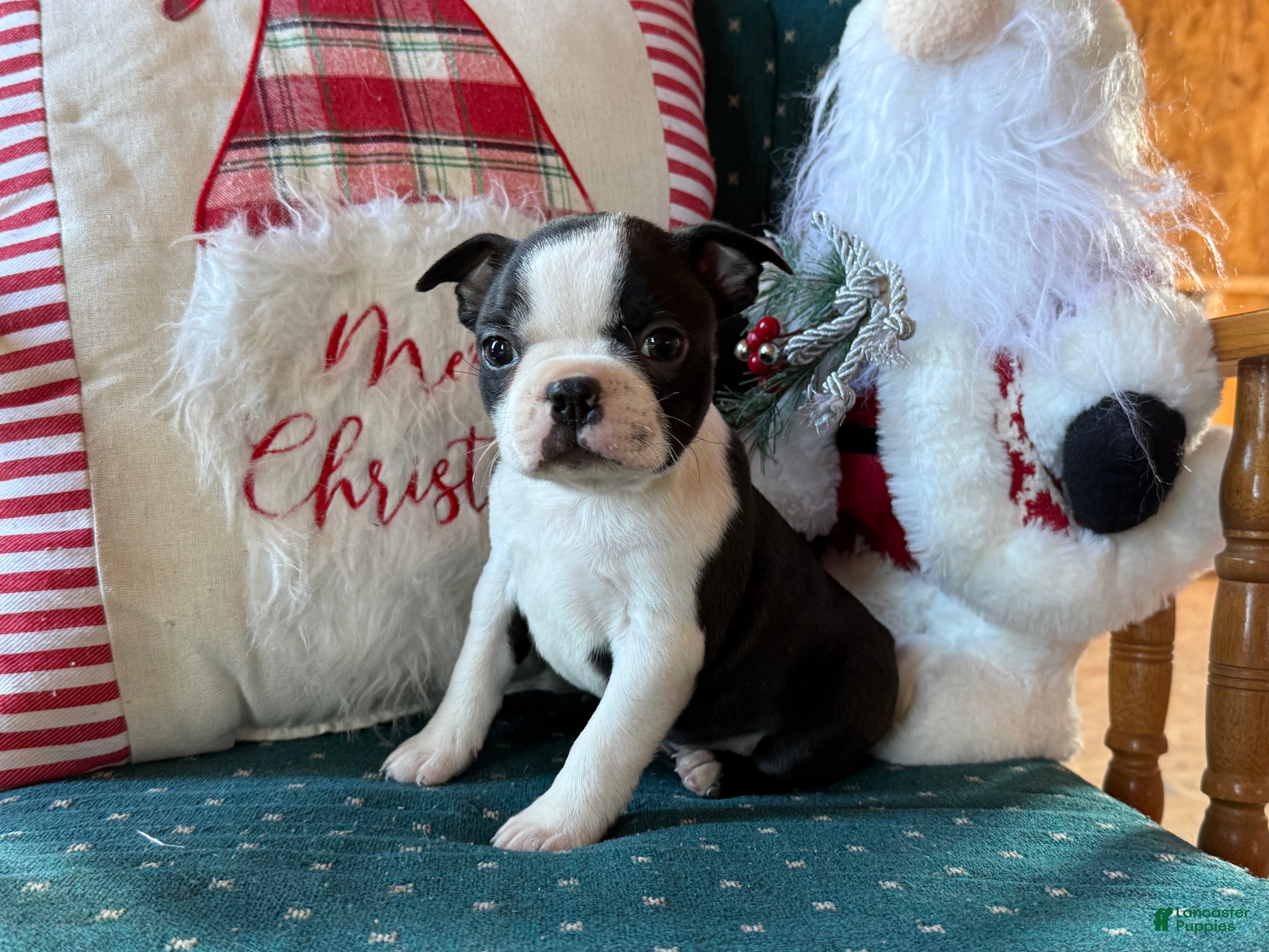Boston Terrier dogs Frosty - Ad 5