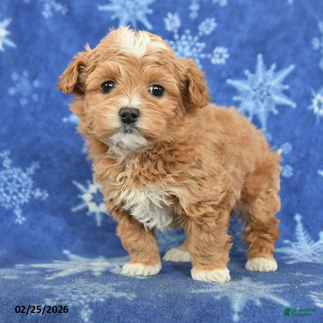 Maltipoo dogs for sale: Gulliver - Ad 4