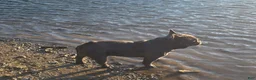 French Bulldog dogs for sale: Autumn  - Ad 13