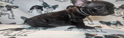 French Bulldog dogs for sale: SNOOP DOGG (RUNT) Male Brindle - Ad 3