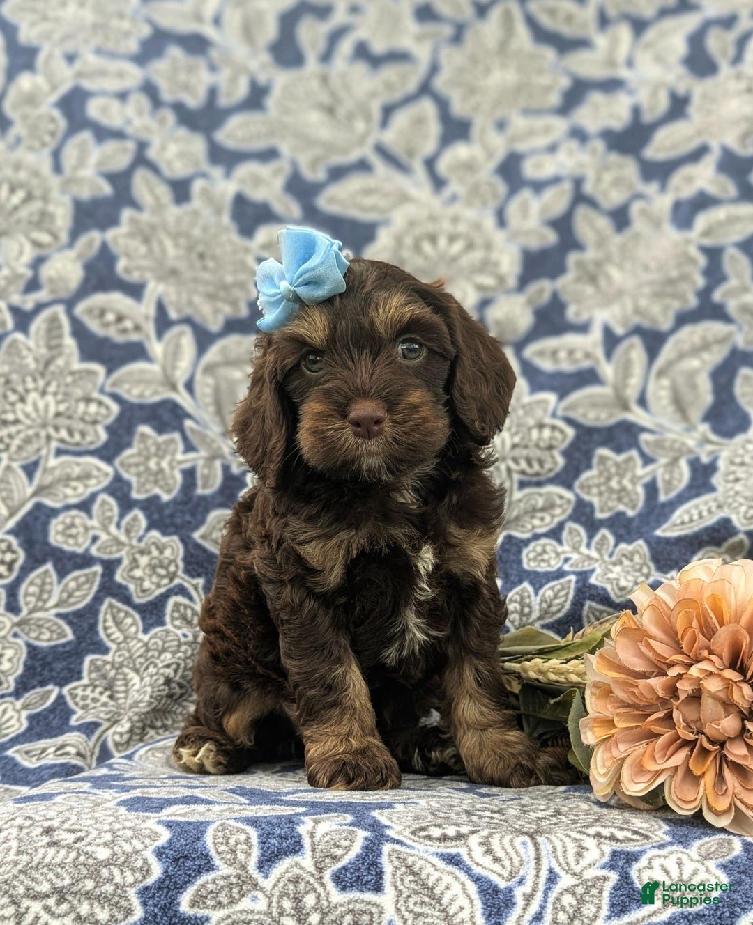 Cockapoo dogs for sale: Krystal - Ad 16