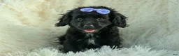 Cavapoo dogs for sale: Raya🎀 - Ad 12