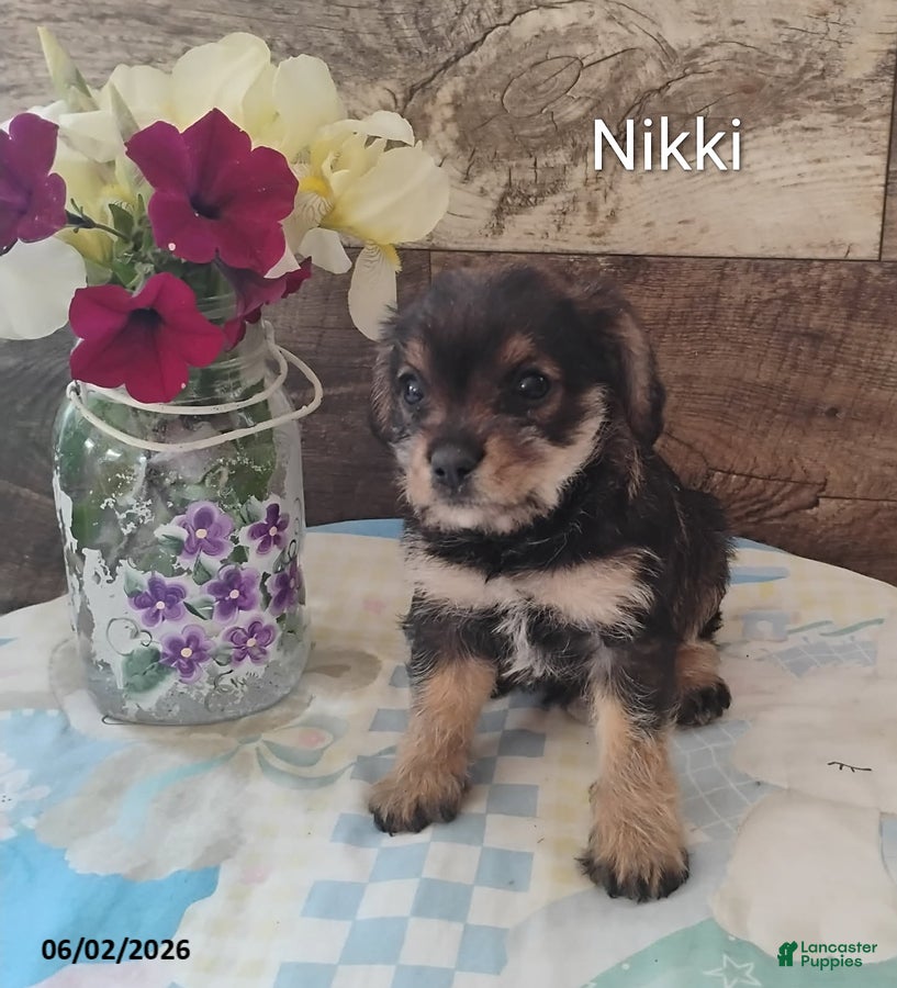 Mixed Breed dogs for sale: Nicki - Ad 4