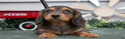 Miniature Dachshund dogs for sale: Cody - Ad 2
