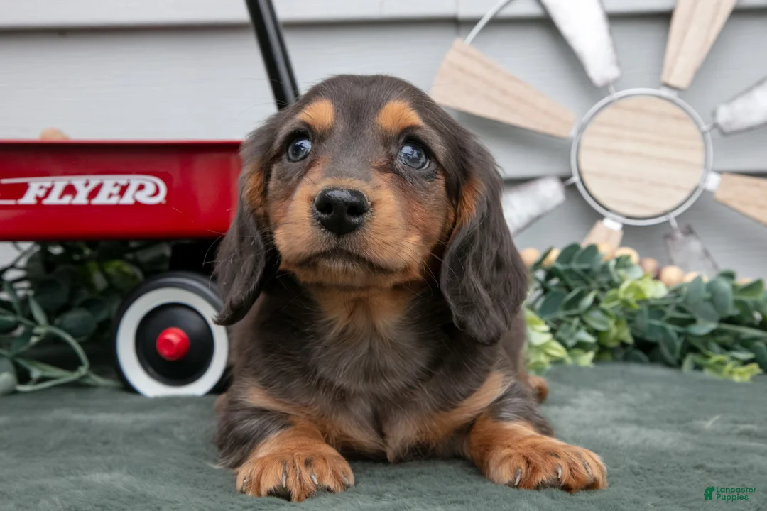 Miniature Dachshund dogs for sale: Cody - Ad 2