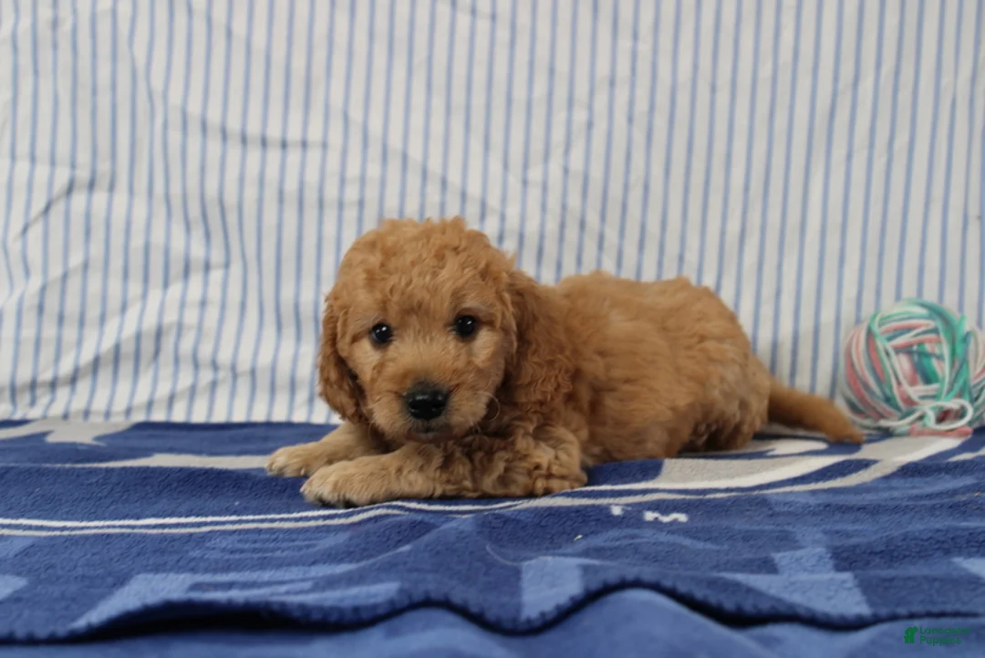 Mini Goldendoodle dogs for sale: Maverick - Ad 2