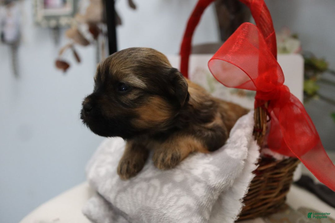 Havanese dogs for sale: Honey - Ad 7