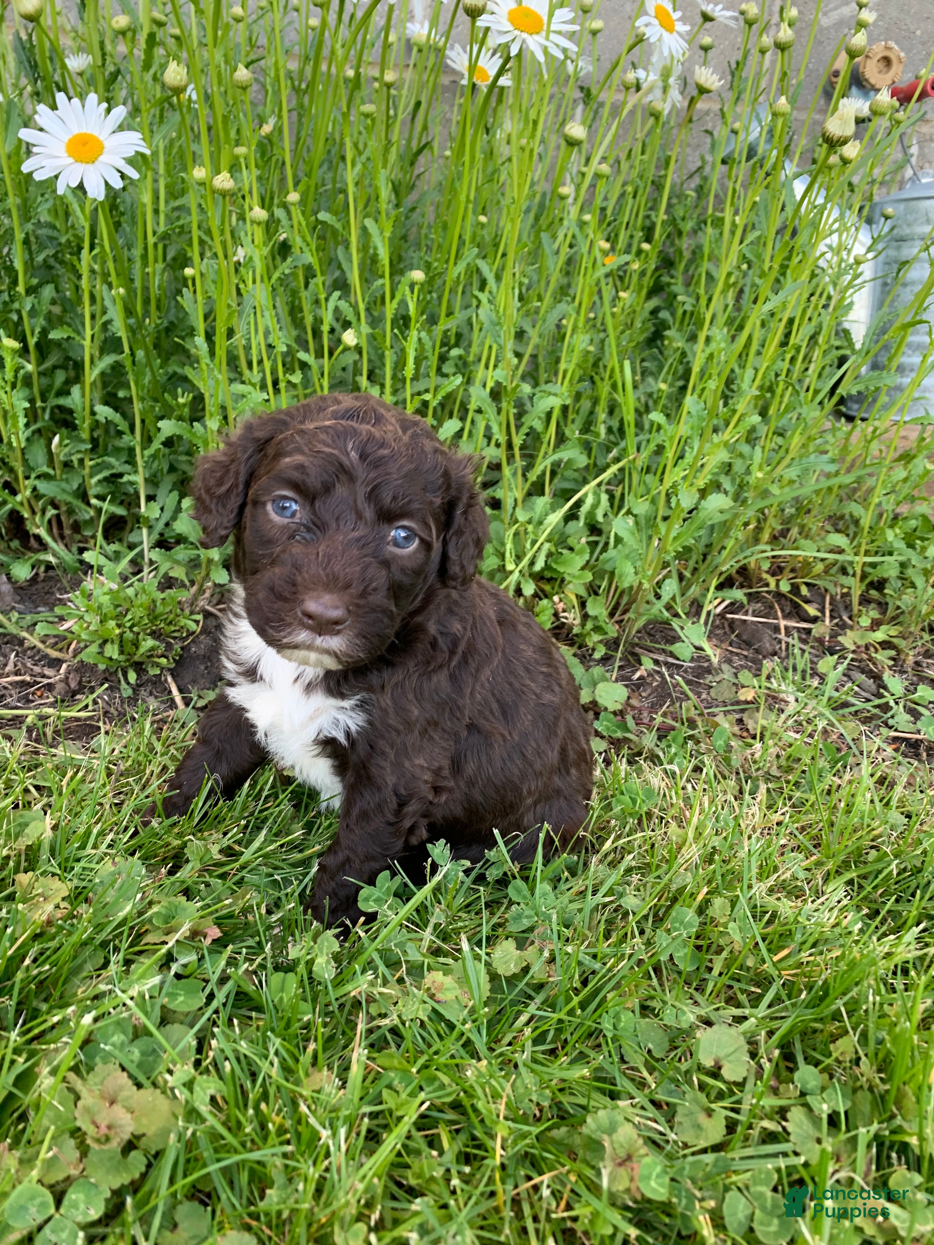 Portuguese Water Dog dogs Luna - Ad 1