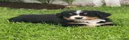 Bernese Mountain Dog dogs for sale: Hazel  - Ad 4