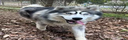Siberian Husky dogs for sale: RISA - Ad 34