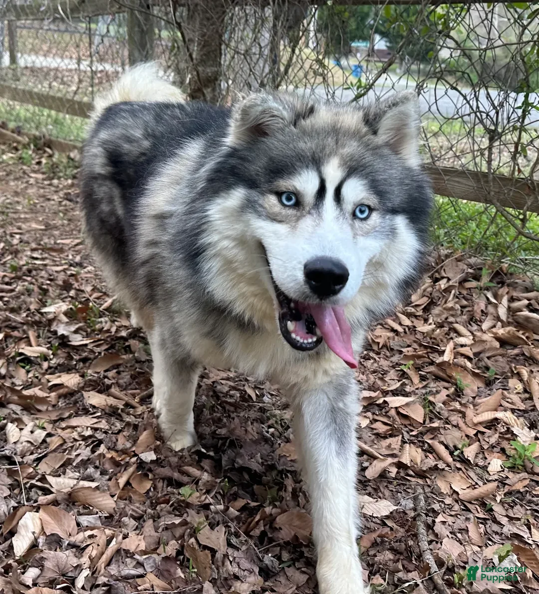 Siberian Husky dogs for sale: RISA - Ad 34