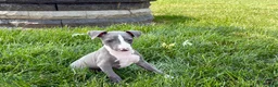 Italian Greyhound dogs for sale: Shane - Ad 10