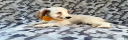 Cockapoo dogs for sale: Trent - Ad 5