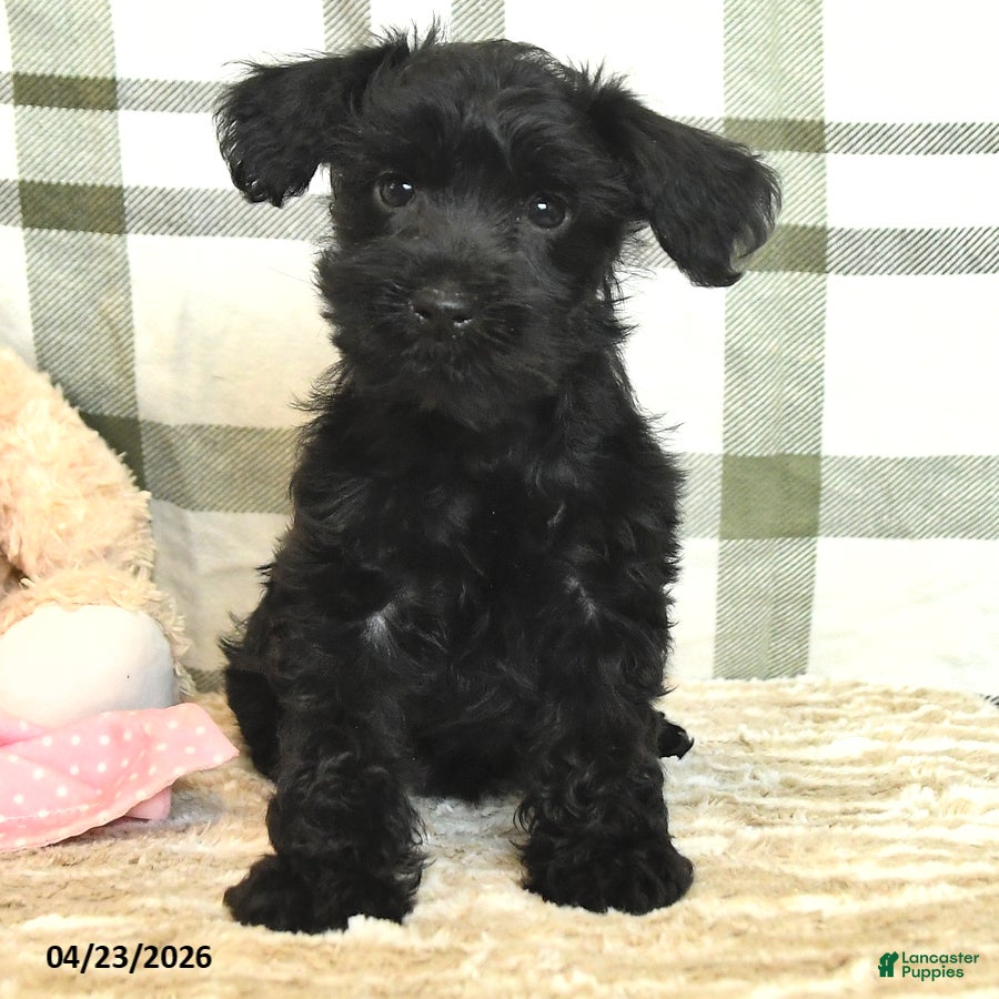 Yorkiepoo dogs Rose  - Ad 1