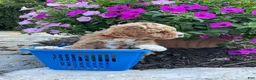 Miniature Poodle dogs for sale: Rose - Ad 2