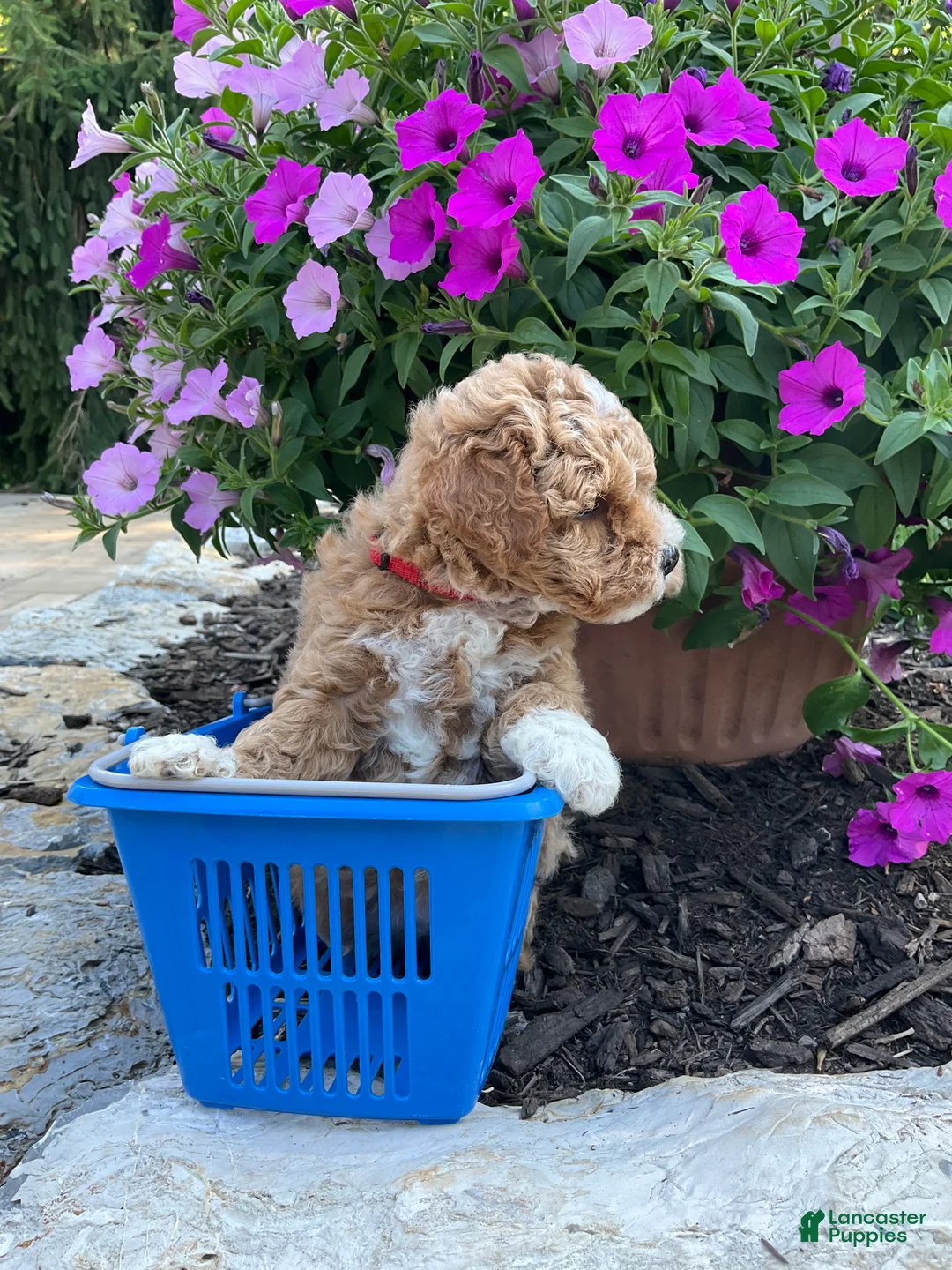 Miniature Poodle dogs for sale: Rose - Ad 2