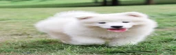 Samoyed dogs for sale: HlubHlub - Ad 5